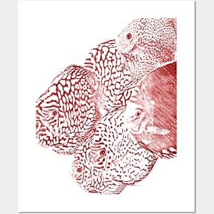 red discus fishes Posters and Art